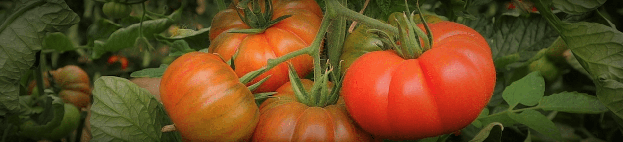 Tomates con humus de lombriz Nostoc Biotech